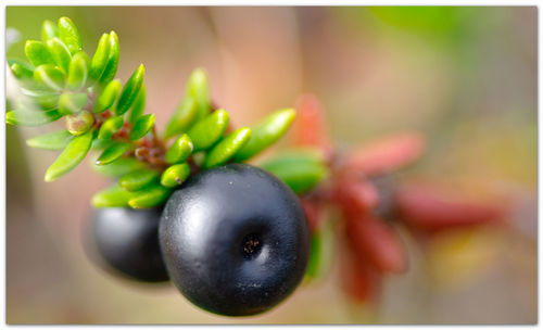 Close-up of fruit on tree