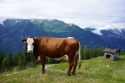 Cow standing in a field