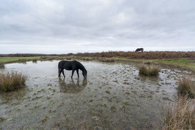 Horses on field against sky