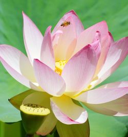 Close-up of pink water lily