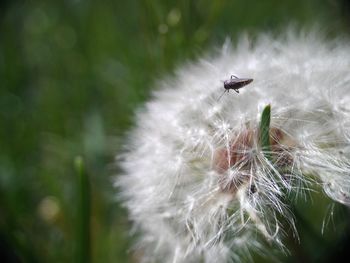 Close-up of bug on dandelion 