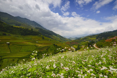 Scenic view of agricultural field against sky