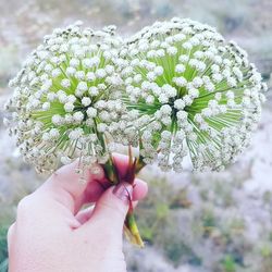 Close-up of hand holding flower