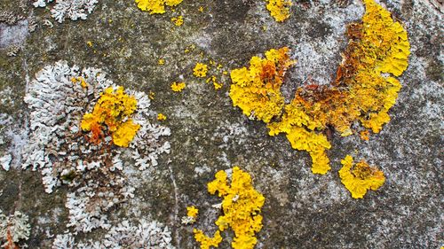 Close up of yellow flowers