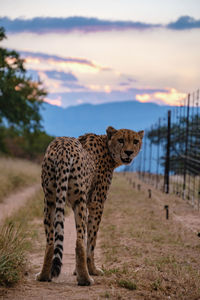 Cheetah on field