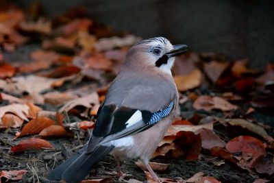 Close-up of bird perching on dry leaves