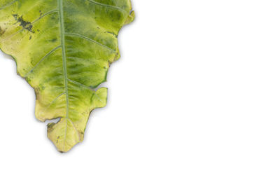 Close-up of green leaf on white background