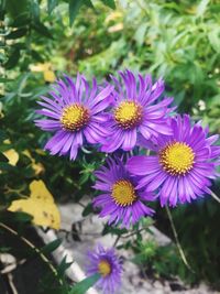 Close-up of purple flowers blooming outdoors