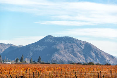 Vineyard by hill against sky