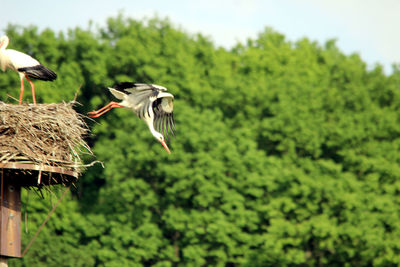 Close-up of birds flying against trees