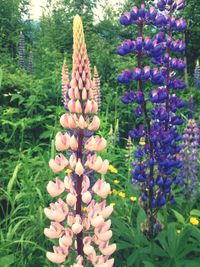 Close-up of purple flowers