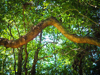 Low angle view of trees in forest