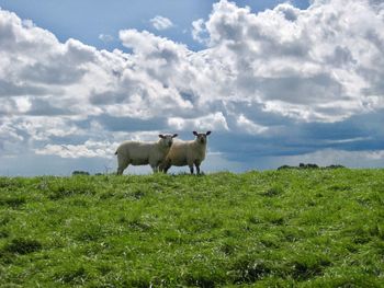 Sheep standing in a field