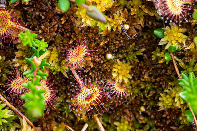 High angle view of flowering plant on field