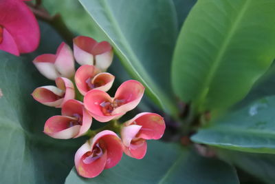 Close-up of pink flowering plant