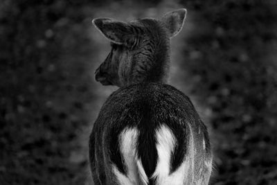 Rear view of horse looking away