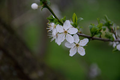 Close-up of white cherry blossoms in spring