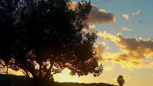 Silhouette of trees at sunset