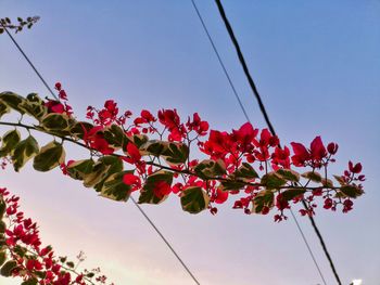 Low angle view of flowering plant against sky