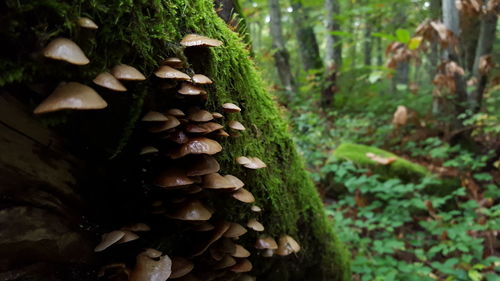 Close-up of mushrooms growing on tree in forest