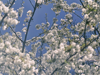 Low angle view of apple blossoms in spring