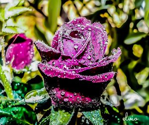 Close-up of wet purple flowers