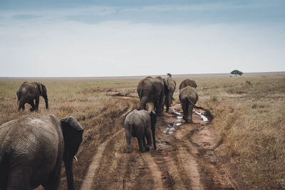 Elephants on field against sky