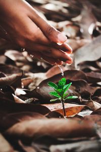 Midsection of person holding leaves on plant