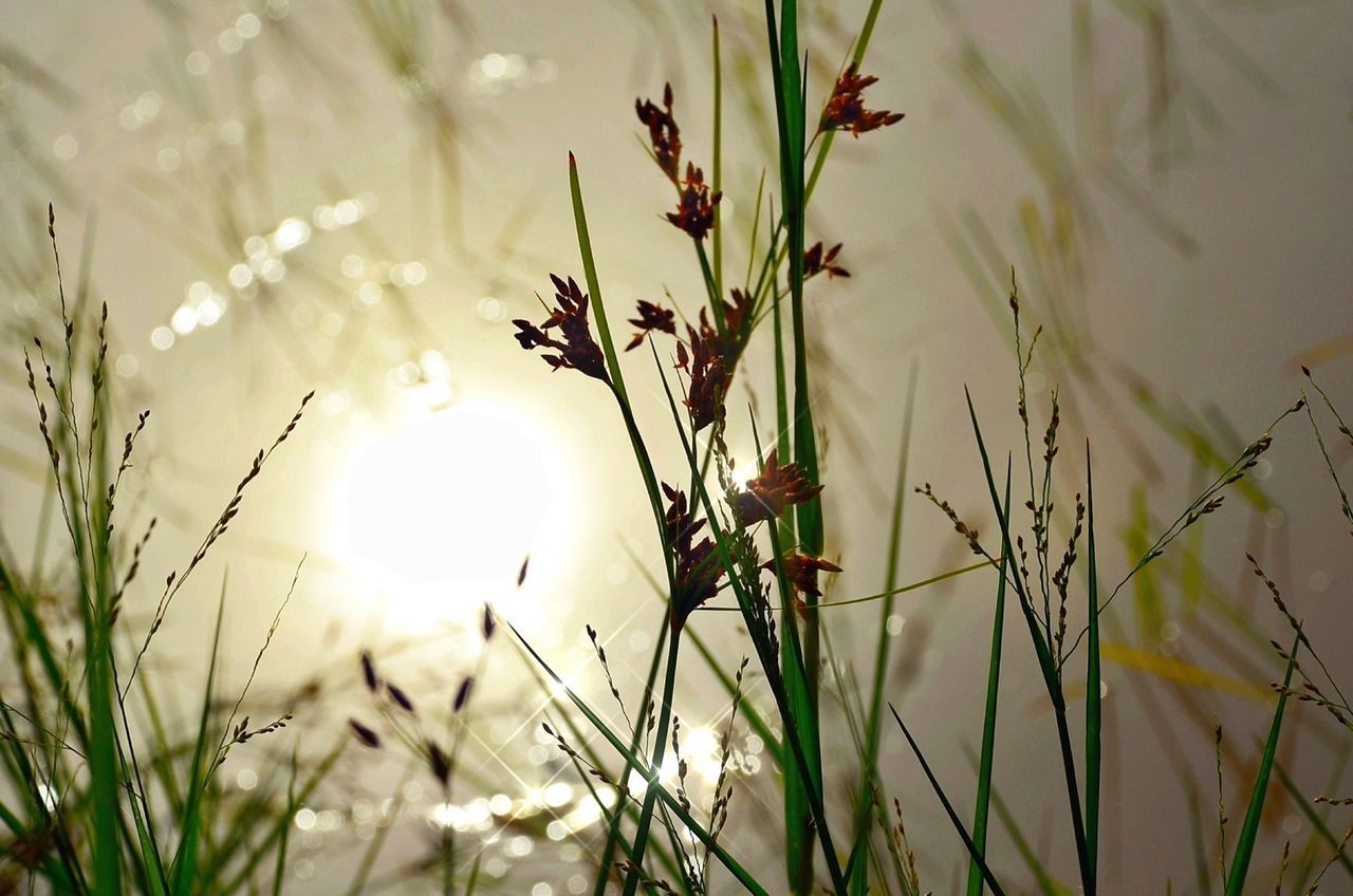 growth, plant, sun, focus on foreground, close-up, nature, grass, stem, sunset, beauty in nature, field, sunlight, tranquility, selective focus, growing, freshness, outdoors, no people, twig, blade of grass