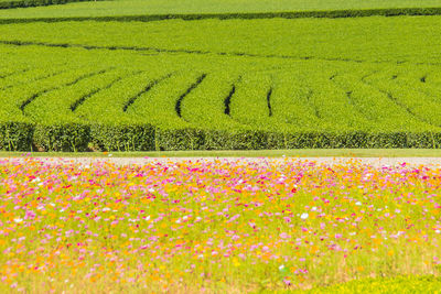 Scenic view of yellow flowers on field