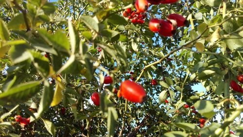 Low angle view of fruits on tree