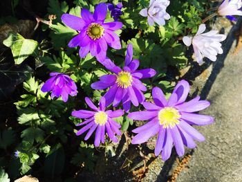 Close-up of purple flowers blooming outdoors