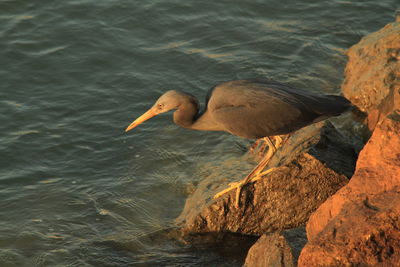 High angle view of bird on rock in lake