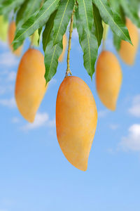 Low angle view of orange fruits on tree against sky