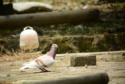 Close-up of bird perching on wood