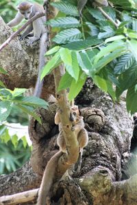 Squirrel on tree trunk