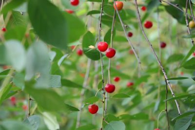 Close-up of red berries growing on tree