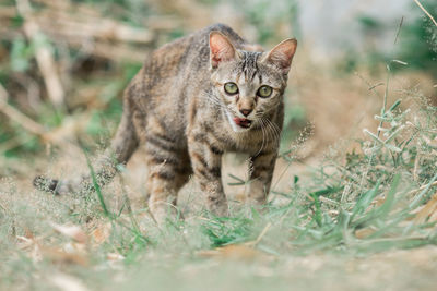 Portrait of cat