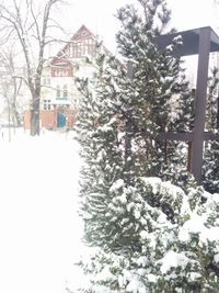 Bare trees and buildings in city