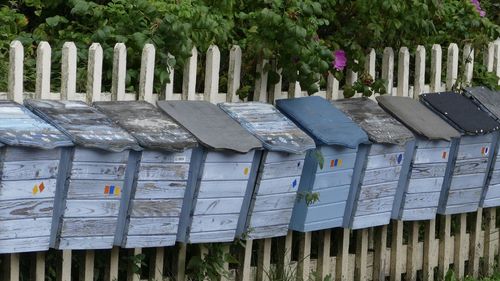 Panoramic shot of plants in row