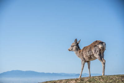 View of giraffe against clear sky