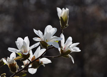 Close-up of white flowers