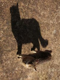 High angle view of dog on shadow