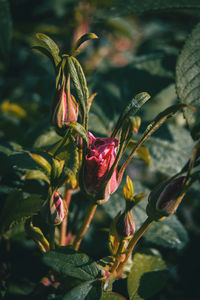 Close-up of red flowering plant