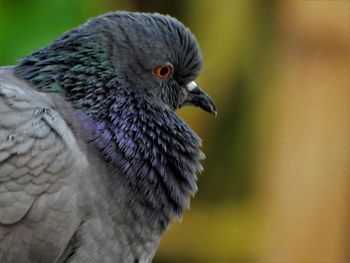 Close-up of a bird looking away