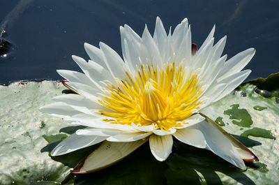 Close-up of lotus water lily in pond
