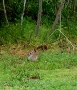 View of two animals in forest