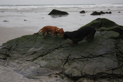 Dog on rock in sea