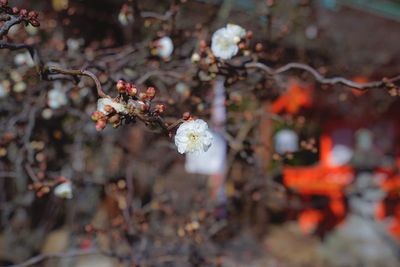 Close-up of flowers growing on tree