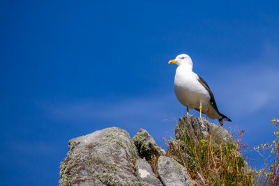 Seagull perching on rock against blue sky